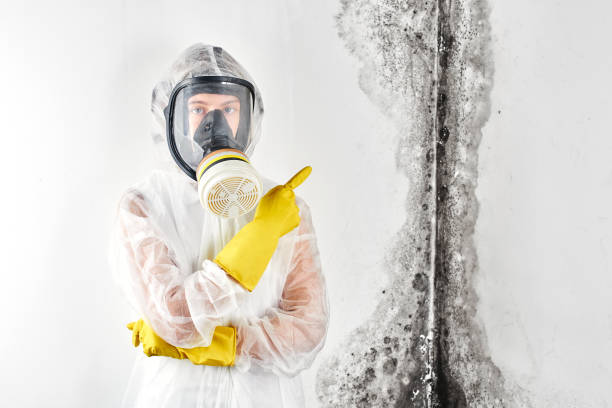 Best Water Damage & Mold Remediation  in Des C, AR